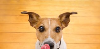 Три десятки собак півроку тестуватимуть лабораторне м’ясо на смак