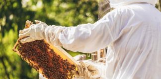 Кавовий гігант випускатиме мед, створений бджолами, які й запилюють каву