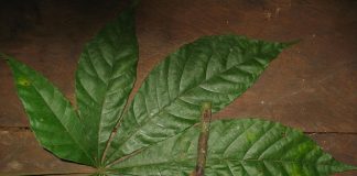 Вчені відкрили нові види рослин, які можуть замінити какао