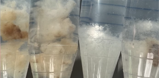 Гігант ринку моди H&M разом із Біллом Гейтсом вклали мільйони у лабораторну бавовну